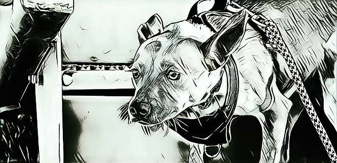 Carmella joined the competition — help win amazing prizes! art, automotive_design, black_and_white, canidae, carnivore, dog, dog_breed, drawing, hood, illustration, monochrome, monochrome_photography, painting, personal_protective_equipment, snout, sporting_group, style, terrestrial_animal, visual_arts, whiskers