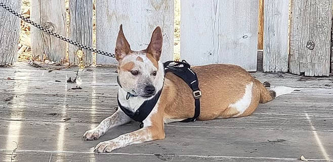 Carmella is registered to the contest to win money with this photo: canidae, carnivore, collar, companion_dog, dog, dog_breed, dog_collar, dog_supply, fawn, leash, paw, pet_supply, sidewalk, sitting, snout, sporting_group, street_dog, tail, wood, working_animal