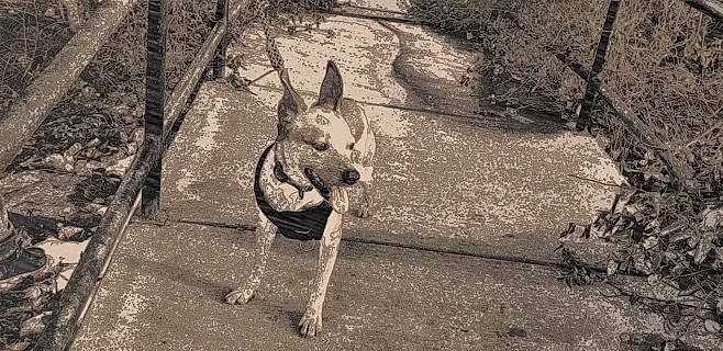 Carmella is registered to the contest to win money with this photo: black_and_white, canidae, dog_breed, fawn, grass, grey, landscape, livestock, monochrome, monochrome_photography, snout, soil, sporting_group, tail, terrestrial_animal, trunk, wallaby, wildlife, wood, working_animal