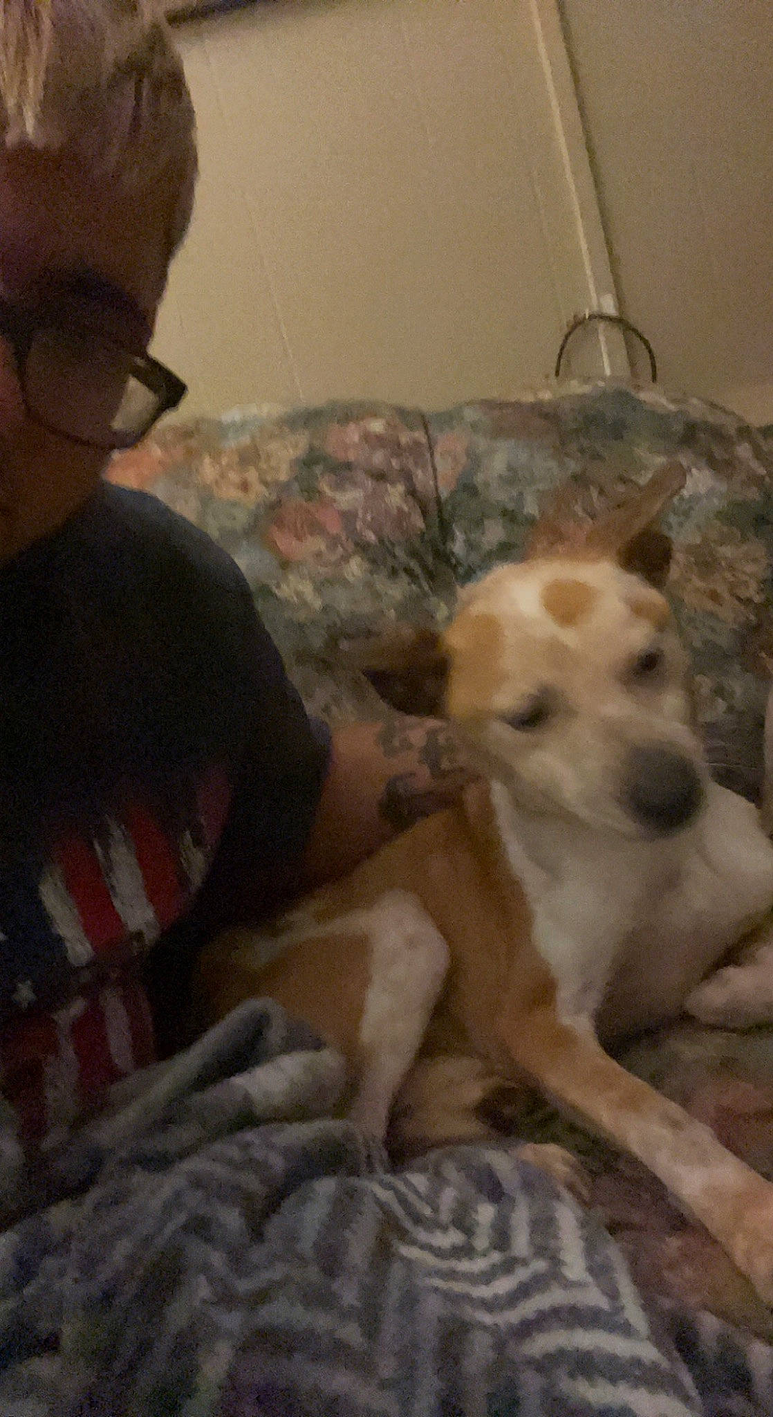 Carmella joined the competition — help win amazing prizes! canidae, carnivore, comfort, companion_dog, dog, dog_breed, eyewear, fawn, fur, glasses, lap, sitting, sporting_group, tail, vision_care, wood