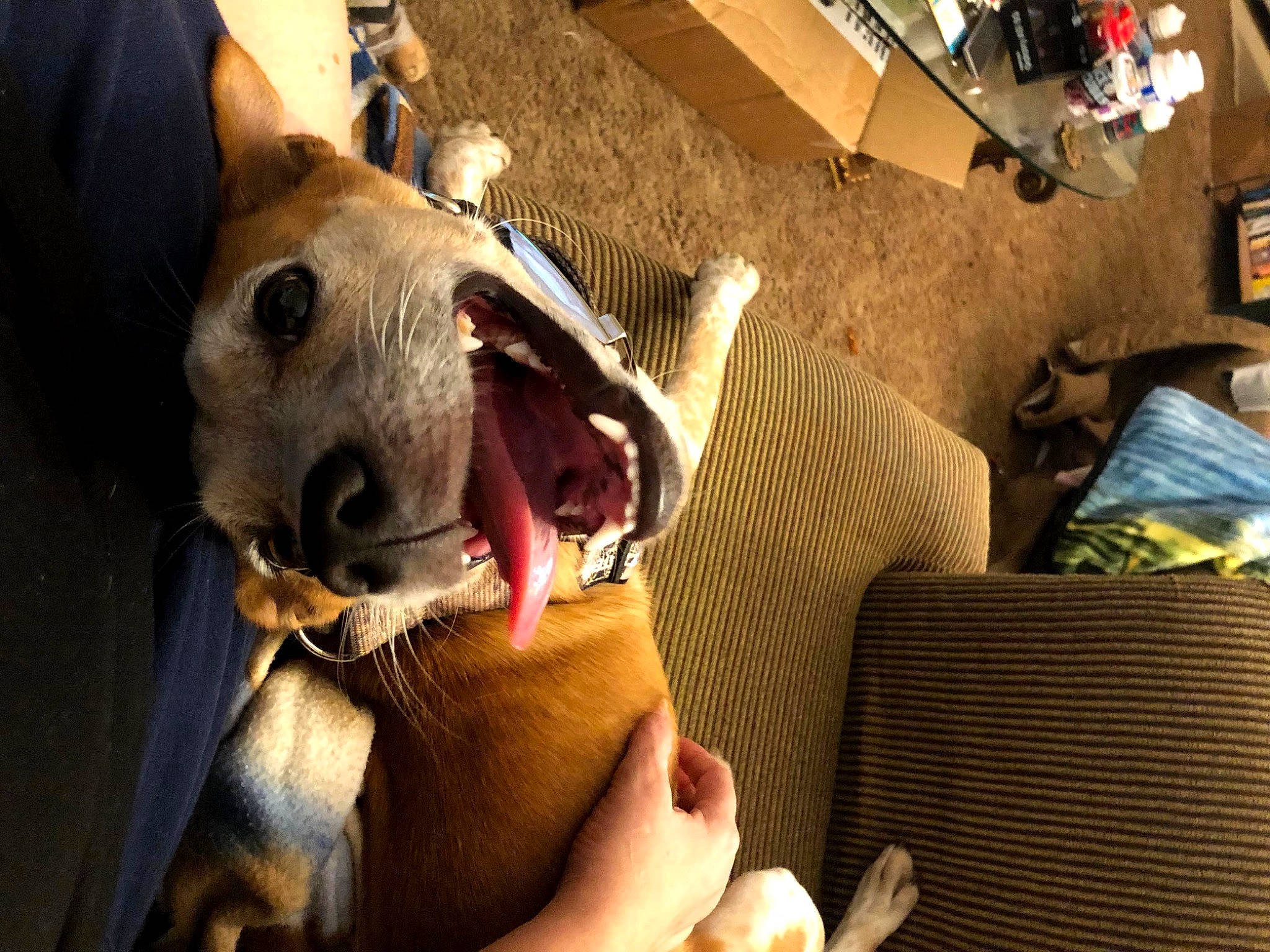 Carmella is registered to the contest to win money with this photo: canidae, carnivore, comfort, companion_dog, dog, dog_breed, fang, fawn, felidae, fun, fur, happy, jaw, selfie, sitting, smile, snout, sporting_group, toy, whiskers