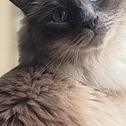 Blue is registered to the contest to win money with this photo: cat, blue_eyes, fluffy, fur, close_up, portrait, animal, pet, domestic_cat, whiskers, cute, feline, indoor, soft_light, curious, mammal, face, head, ears, nose