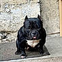 Thorpille participe au concours pour gagner de l'argent avec cette photo : alert, animal, black_dog, canine, companion, concrete, dog, domestic_animal, ears_cropped, front_view, mat, muscular, outdoor, paw, pet, sitting, stone_wall, texture, tongue_out, white_chest