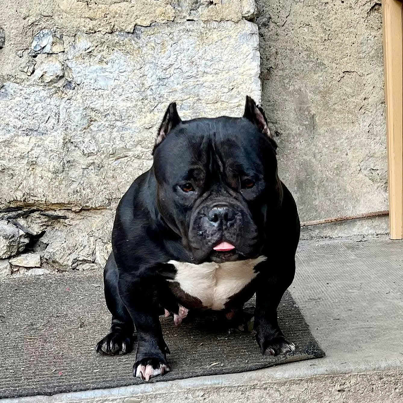 Thorpille participe au concours pour gagner de l'argent avec cette photo : alert, animal, black_dog, canine, companion, concrete, dog, domestic_animal, ears_cropped, front_view, mat, muscular, outdoor, paw, pet, sitting, stone_wall, texture, tongue_out, white_chest