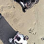 Thorpille participe au concours pour gagner de l'argent avec cette photo : animal, beach, black_dog, canine, collar, curious, cute, daytime, dog, friendly, looking_up, outdoor, paw_prints, pet, playful, sand, shadow, sunlight, two_dogs, white_and_gray_dog