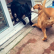Thorpille a rejoint le concours — aidez-le/la à gagner de superbes lots ! animal, black_dog, brown_dog, canine, concrete, daylight, dog, door, doorway, house_wall, interaction, outdoor, paw, pets, playful, side_view, snout, tail, tile_floor, window
