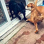 animal, black_dog, brown_dog, canine, concrete, daylight, dog, door, doorway, house_wall, interaction, outdoor, paw, pets, playful, side_view, snout, tail, tile_floor, window