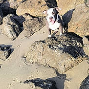 Vaïkow a rejoint le concours — aidez-le/la à gagner de superbes lots ! animal, beach, canine, daylight, dog, fur, happy, nature, outdoor, pet, playful, rock, rough, sand, scenery, shadow, sitting, sunlight, texture, tongue_out