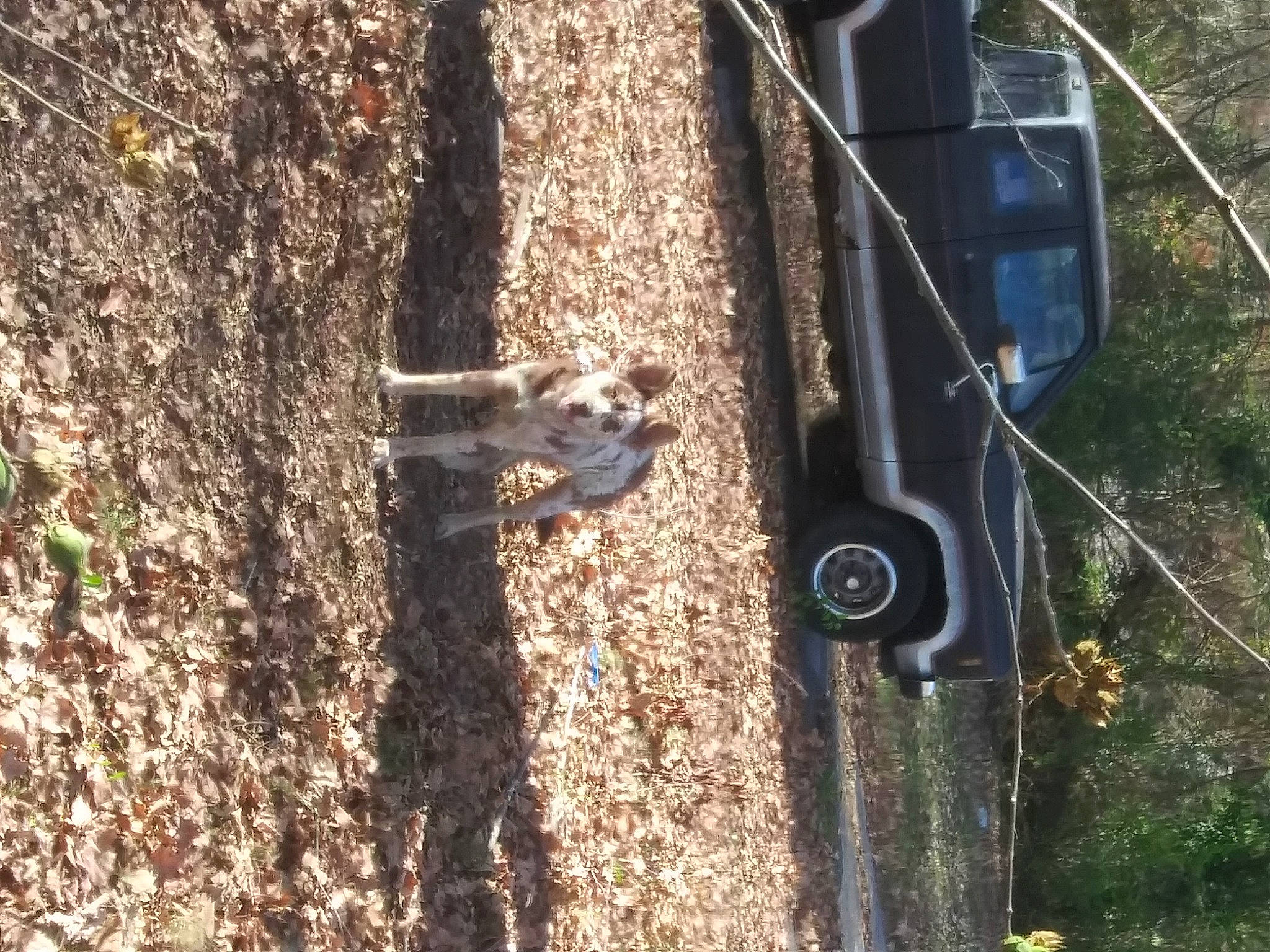 Elsa Mae is registered to the contest to win money with this photo: auto_part, automotive_exterior, automotive_lighting, automotive_tire, automotive_wheel_system, car, dog, fender, grass, motor_vehicle, plant, soil, tire, tree, trunk, vehicle, vehicle_door, wheel, wood, woody_plant