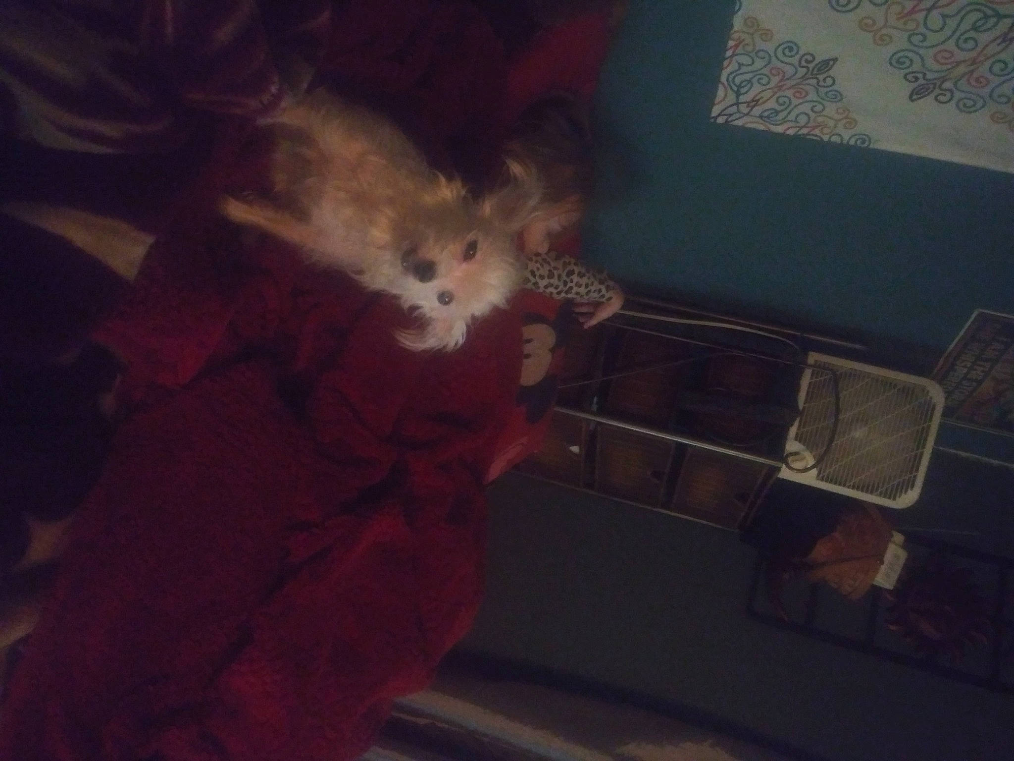 Bebe Master is registered to the contest to win money with this photo: art, canidae, carnivore, claw, cloud, companion_dog, darkness, fawn, felidae, fur, night, paw, rodent, room, sky, small_to_medium_sized_cats, tail, teddy_bear, tints_and_shades, whiskers