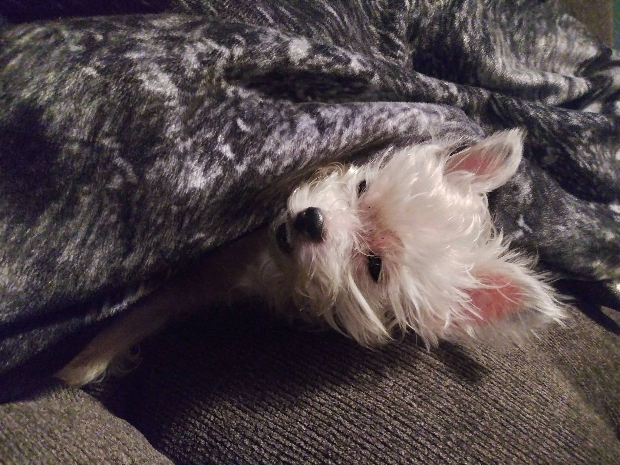 Bebe is registered to the contest to win money with this photo: canidae, carnivore, claw, companion_dog, dog, dog_breed, fawn, felidae, fur, hamster, mouse, paw, rodent, small_to_medium_sized_cats, snout, sporting_group, tail, terrier, toy_dog, whiskers