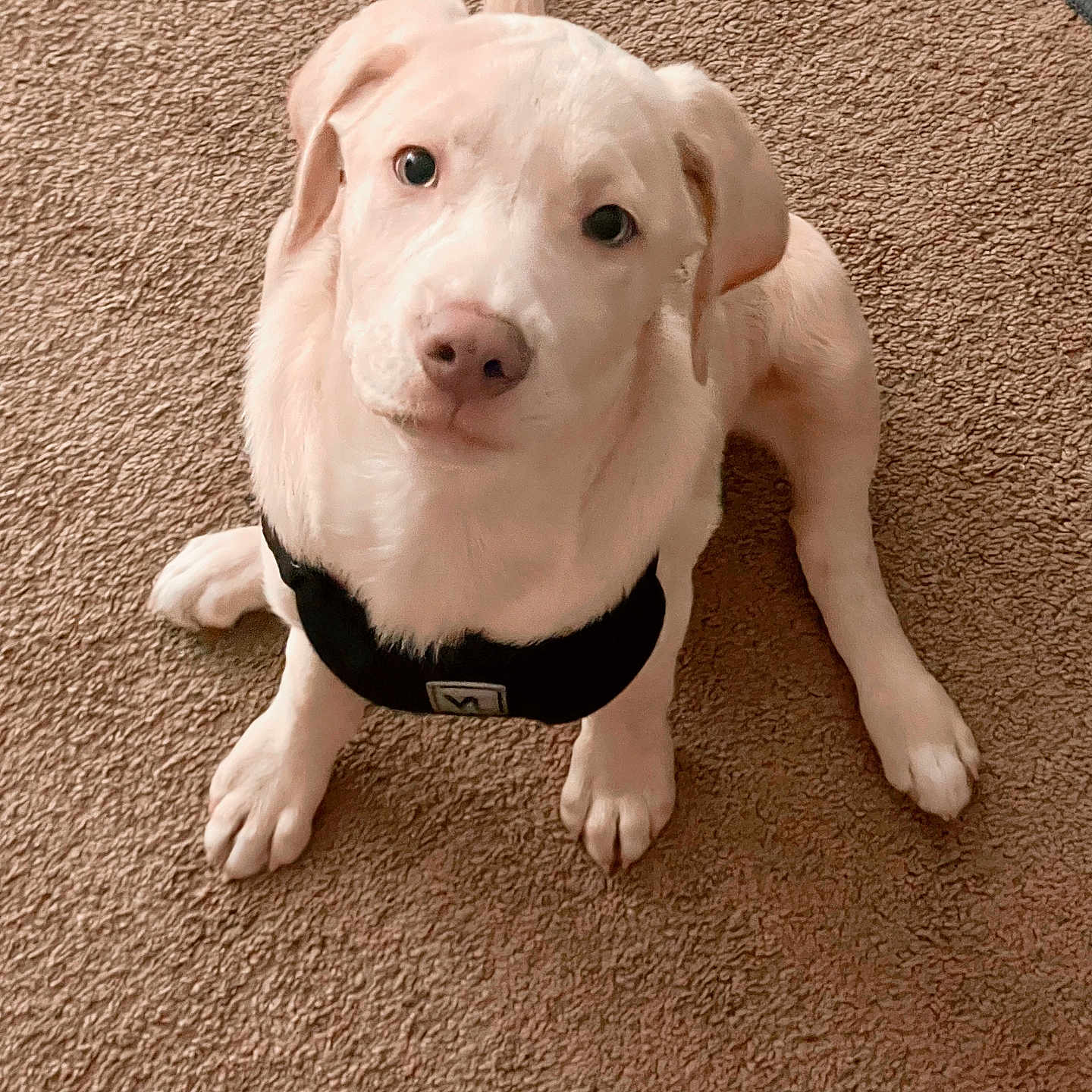 Jax is registered to the contest to win money with this photo: accessories, animal, ball, beagle, boxer, bulldog, canine, collar, dog, hound, husky, labradorretriever, leash, pet, pitbull, pointer, puppy, snout, strap, whitedog