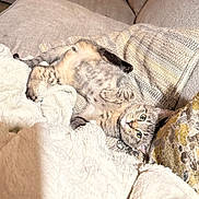 Cal is registered to the contest to win money with this photo: cat, kitten, tabby, pet, animal, indoor, couch, blanket, plush, relaxing, cozy, fur, whiskers, ears, paw, resting, cute, feline, comfort, domestic