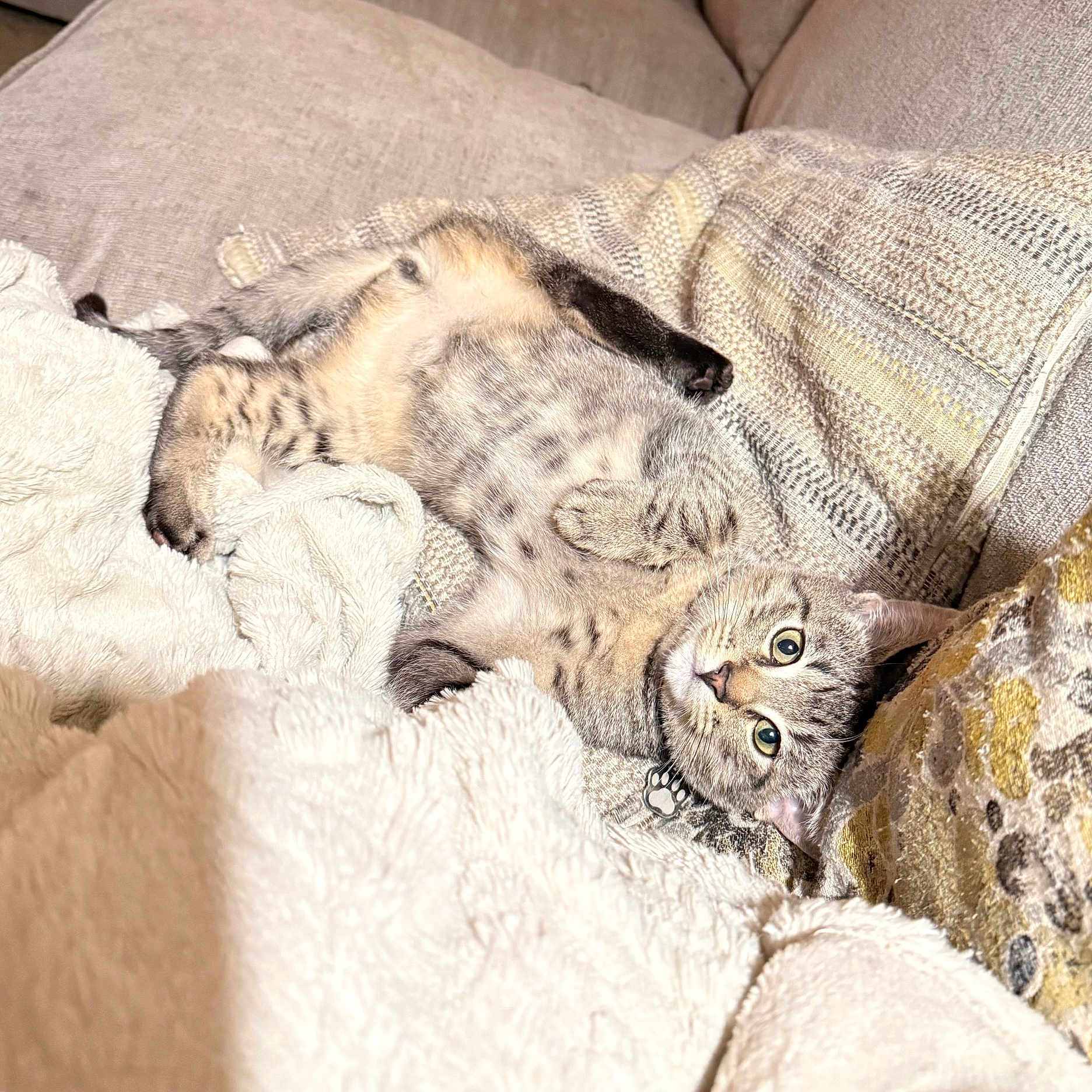 Cal is registered to the contest to win money with this photo: cat, kitten, tabby, pet, animal, indoor, couch, blanket, plush, relaxing, cozy, fur, whiskers, ears, paw, resting, cute, feline, comfort, domestic