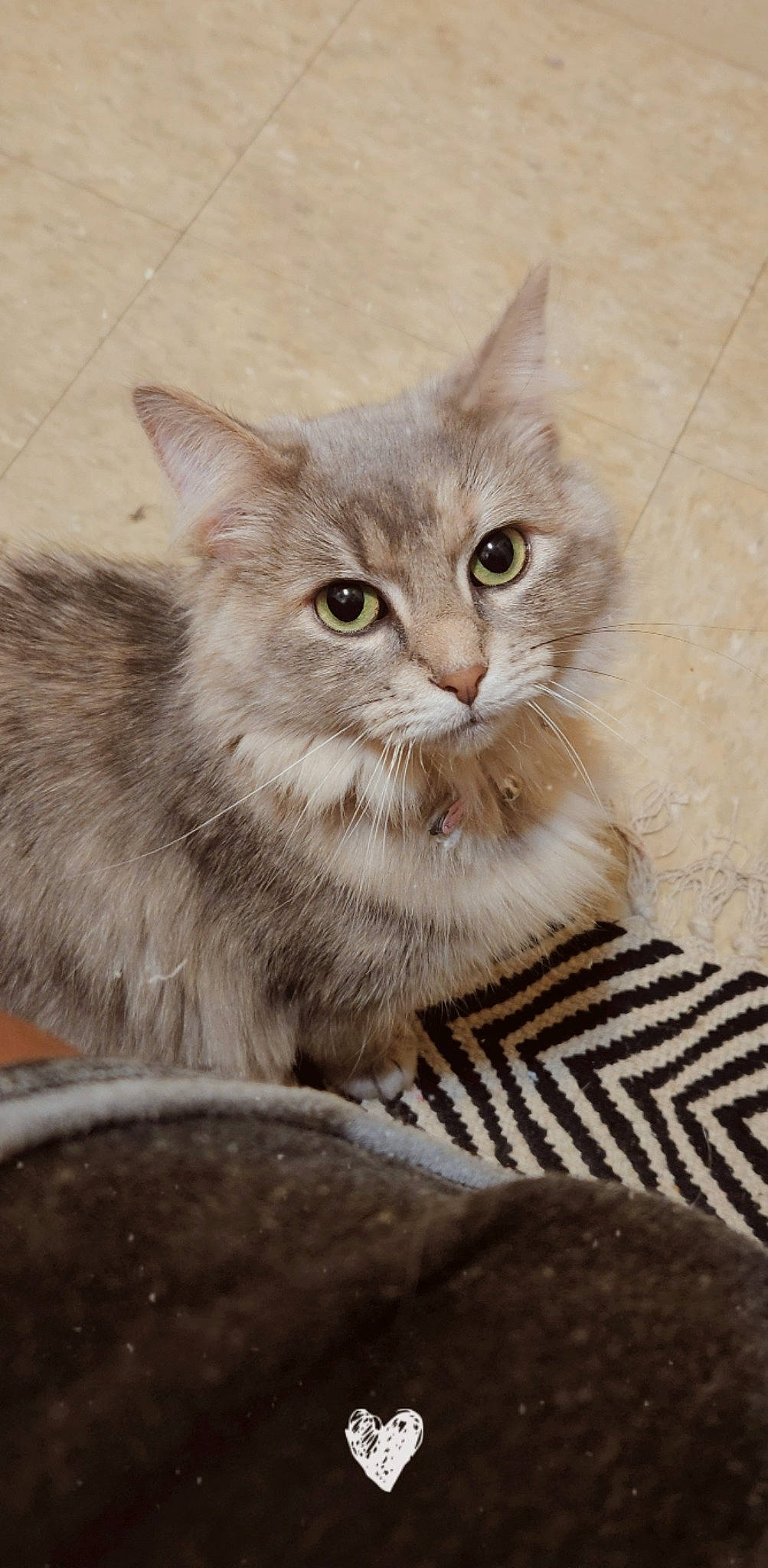 Jingles is registered to the contest to win money with this photo: art, carnivore, cat, domestic_short_haired_cat, eye, fawn, felidae, fur, illustration, iris, photo_caption, small_to_medium_sized_cats, snout, tail, terrestrial_animal, whiskers, wildlife, window