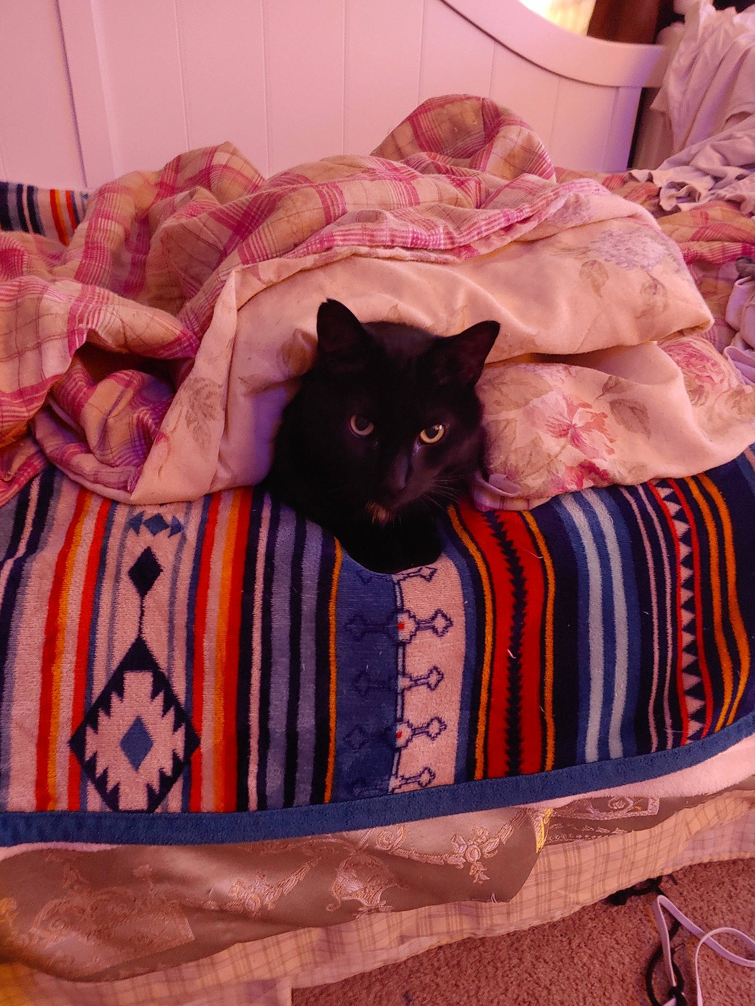 Blacky is registered to the contest to win money with this photo: bag, bed, bedding, brown, carnivore, cat, cat_supply, comfort, creative_arts, felidae, grey, interior_design, linens, pattern, pillow, room, small_to_medium_sized_cats, textile, whiskers, wood