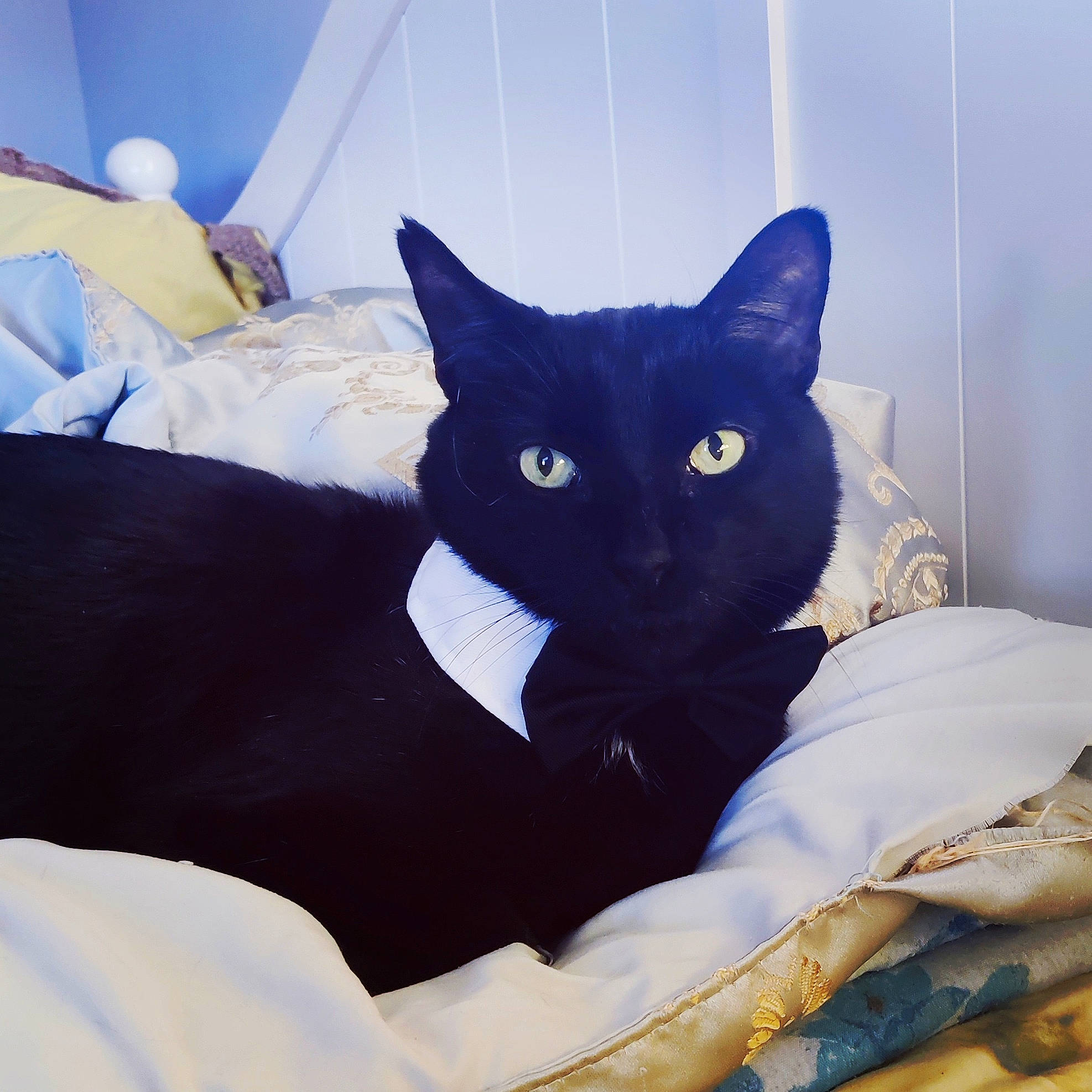 Blacky is registered to the contest to win money with this photo: bed, bedding, black_cat, carnivore, cat, cat_supply, comfort, couch, domestic_short_haired_cat, electric_blue, felidae, fur, grey, linens, pillow, room, small_to_medium_sized_cats, square, tail, whiskers
