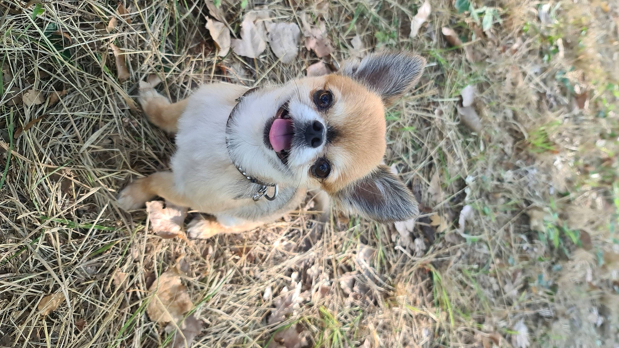Micky participe au concours pour gagner de l'argent avec cette photo : canidae, carnivore, companion_dog, dog, dog_breed, fang, fawn, fur, grass, herding_dog, paw, plant, snout, soil, sporting_group, tail, terrestrial_animal, texas_heeler, whiskers, wildlife