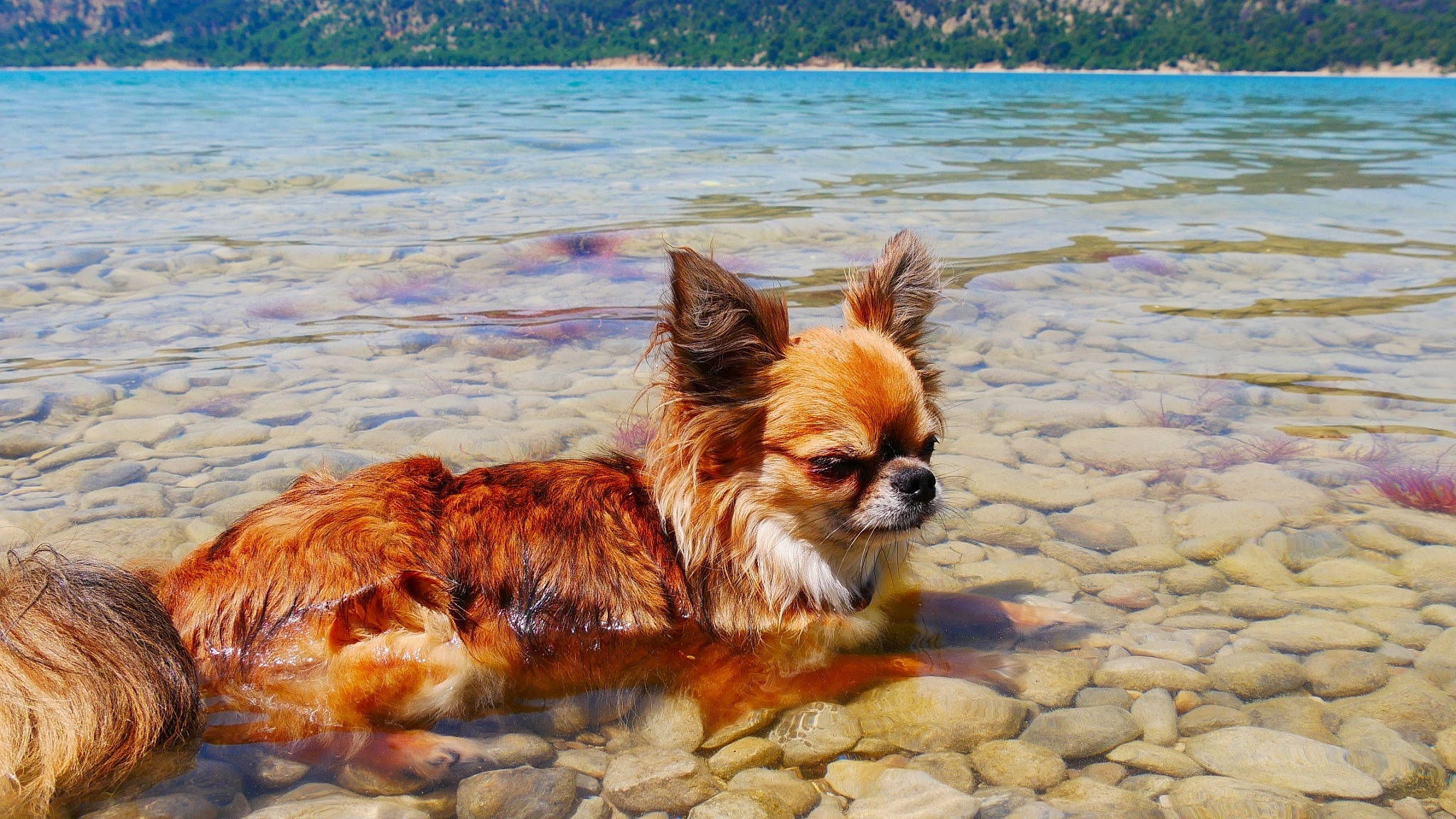 Micky a rejoint le concours — aidez-le/la à gagner de superbes lots ! beach, body_of_water, canidae, carnivore, companion_dog, dog, dog_breed, fawn, fur, grass, herding_dog, lake, landscape, liver, ocean, snout, sporting_group, water, wildlife, wood