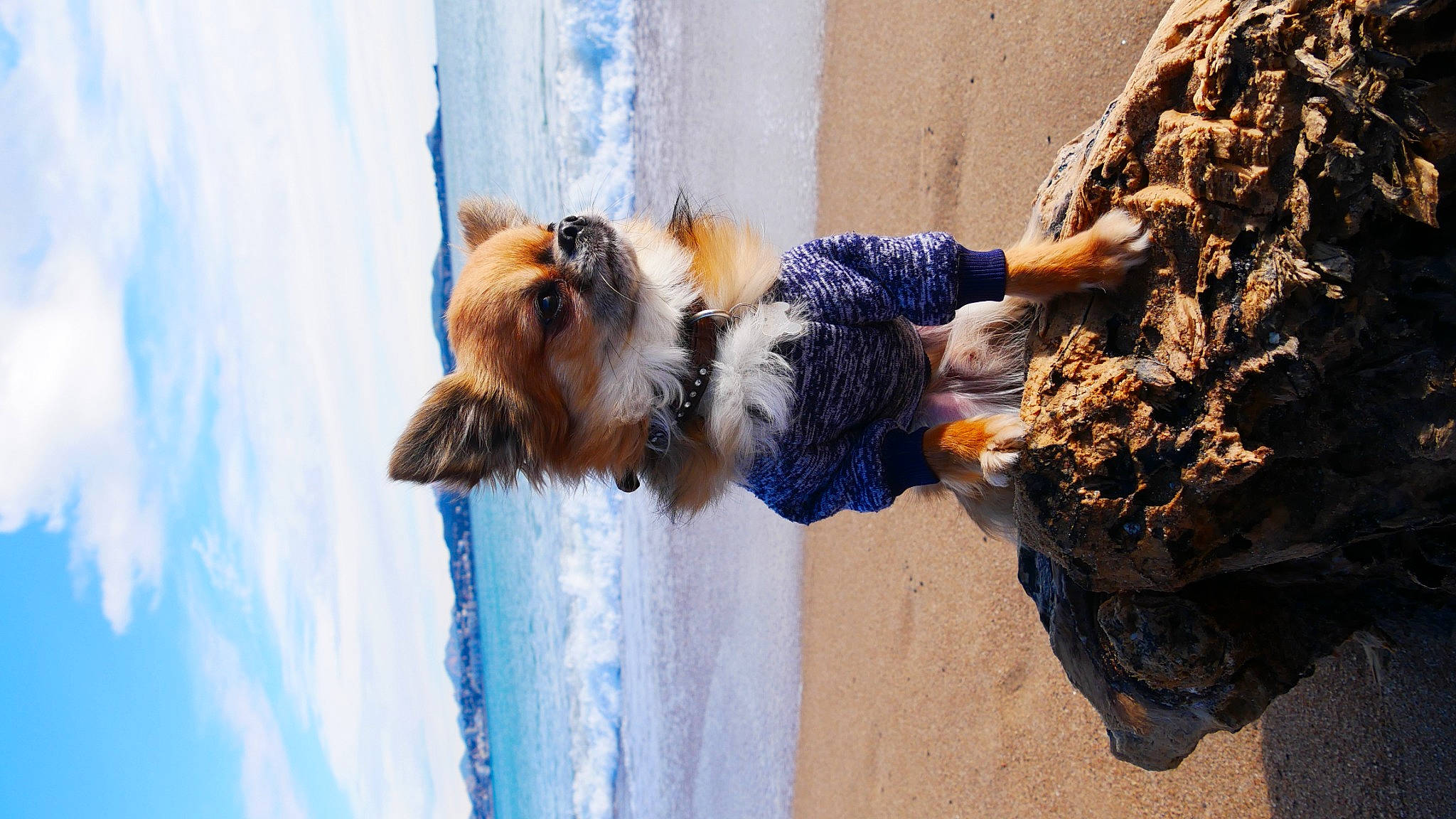 Micky participe au concours pour gagner de l'argent avec cette photo : blue, canidae, carnivore, companion_dog, dog, dog_breed, dress, fawn, freezing, fun, fur, jeans, leisure, recreation, sand, soil, sporting_group, water, window, winter