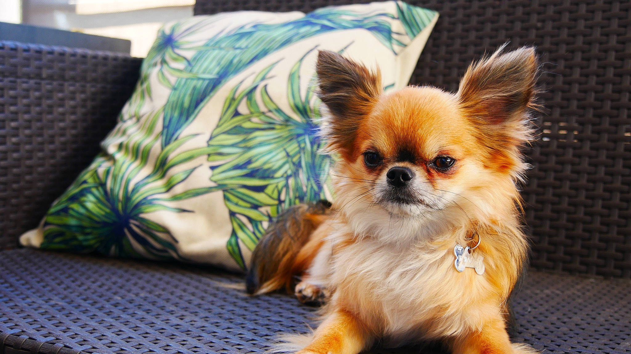 Micky participe au concours pour gagner de l'argent avec cette photo : canidae, carnivore, comfort, companion_dog, corgi_chihuahua, couch, dog, dog_breed, dog_supply, fawn, fur, linens, pillow, pomeranian, snout, sporting_group, terrestrial_animal, throw_pillow, toy_dog, whiskers