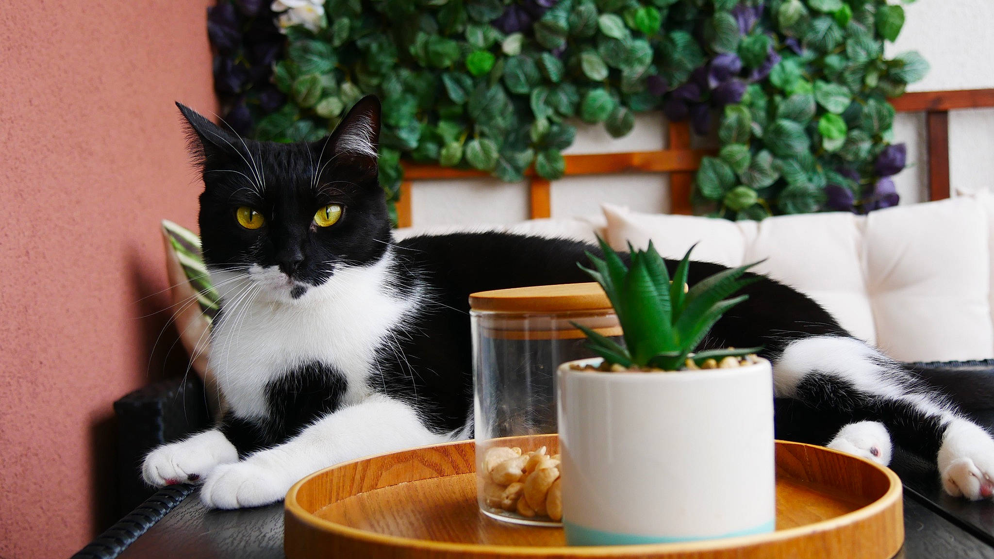 Mia a rejoint le concours — aidez-le/la à gagner de superbes lots ! carnivore, cat, cup, dishware, drinkware, felidae, flowerpot, grass, houseplant, interior_design, mammal, plant, serveware, small_to_medium_sized_cats, table, tableware, tap, textile, vertebrate, whiskers
