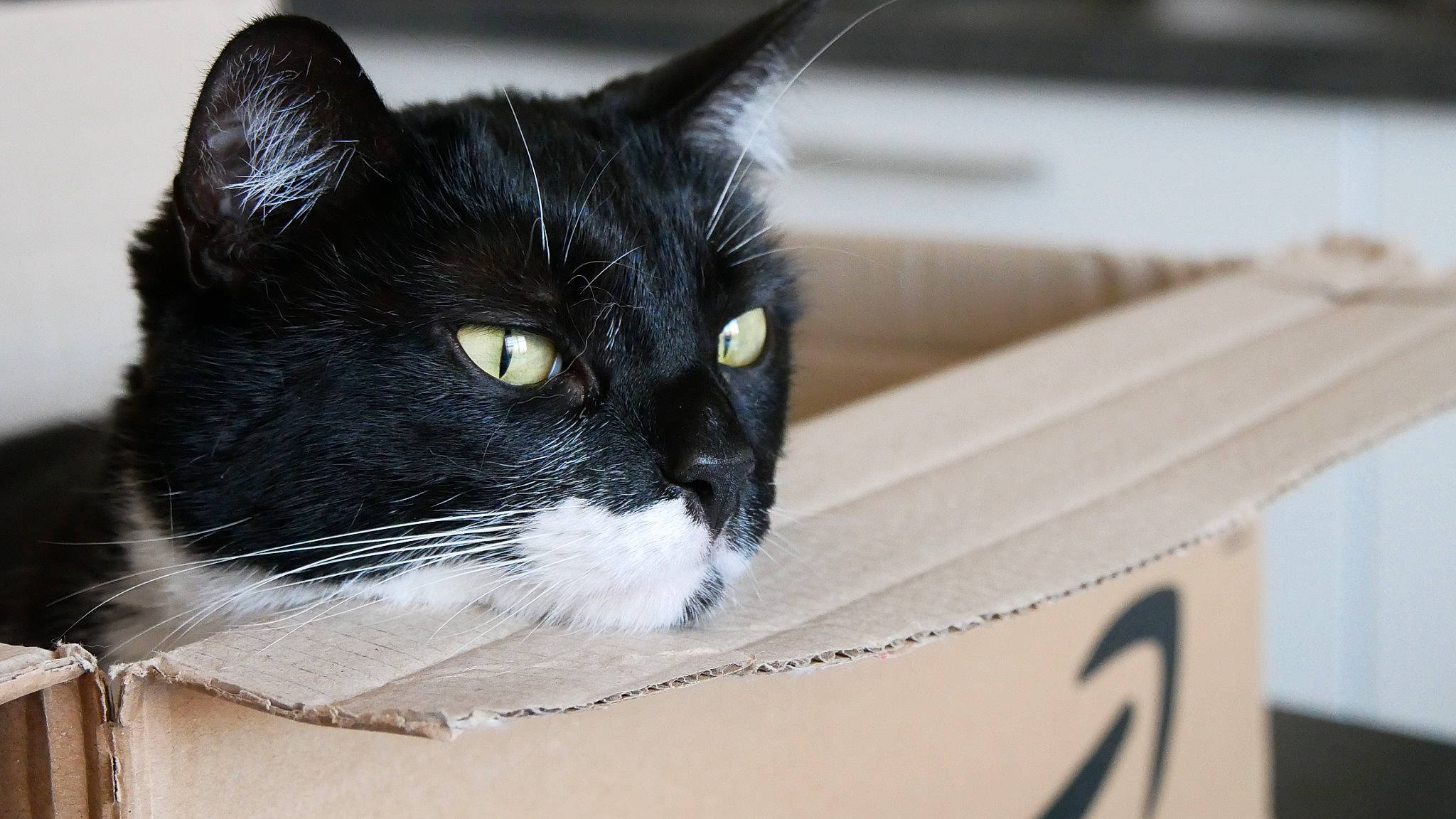 Mia a rejoint le concours — aidez-le/la à gagner de superbes lots ! box, carnivore, cat, domestic_short_haired_cat, felidae, fur, packaging_and_labeling, small_to_medium_sized_cats, snout, whiskers, wood