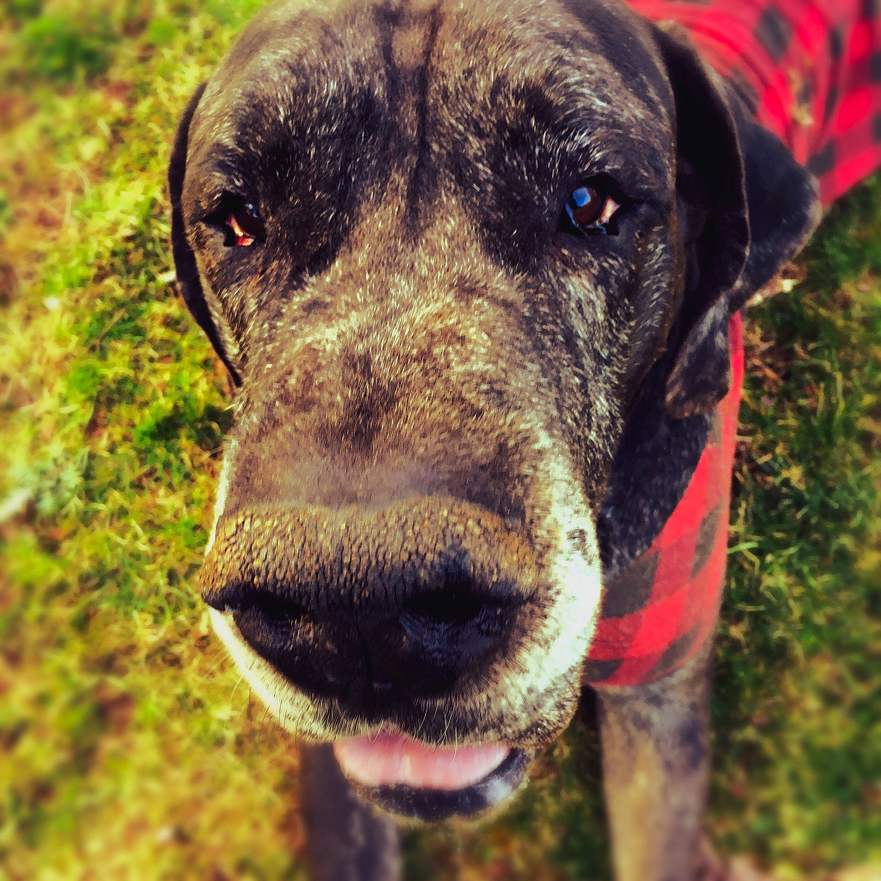 Noah is registered to the contest to win money with this photo: alaunt, canidae, carnivore, catahoula_bulldog, dog, dog_breed, hunting_dog, louisiana_catahoula_leopard_dog, mammal, mountain_cur, non_sporting_group, nose, plott_hound, rare_breed_dog, snout, sporting_group, treeing_tennessee_brindle, vertebrate, whiskers