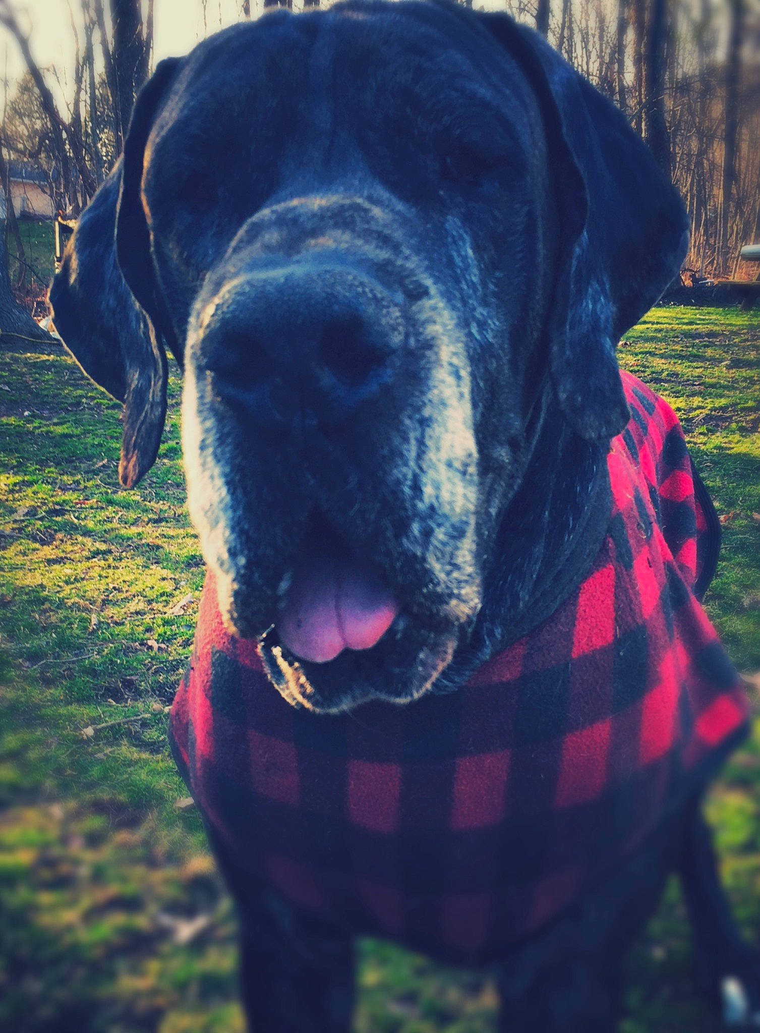 Noah joined the competition — help win amazing prizes! american_mastiff, bandog, canidae, carnivore, companion_dog, dog, dog_breed, english_mastiff, fawn, fila_brasileiro, giant_dog_breed, great_dane, guard_dog, hunting_dog, labrador_retriever, mammal, snout, sporting_group, tail, vertebrate