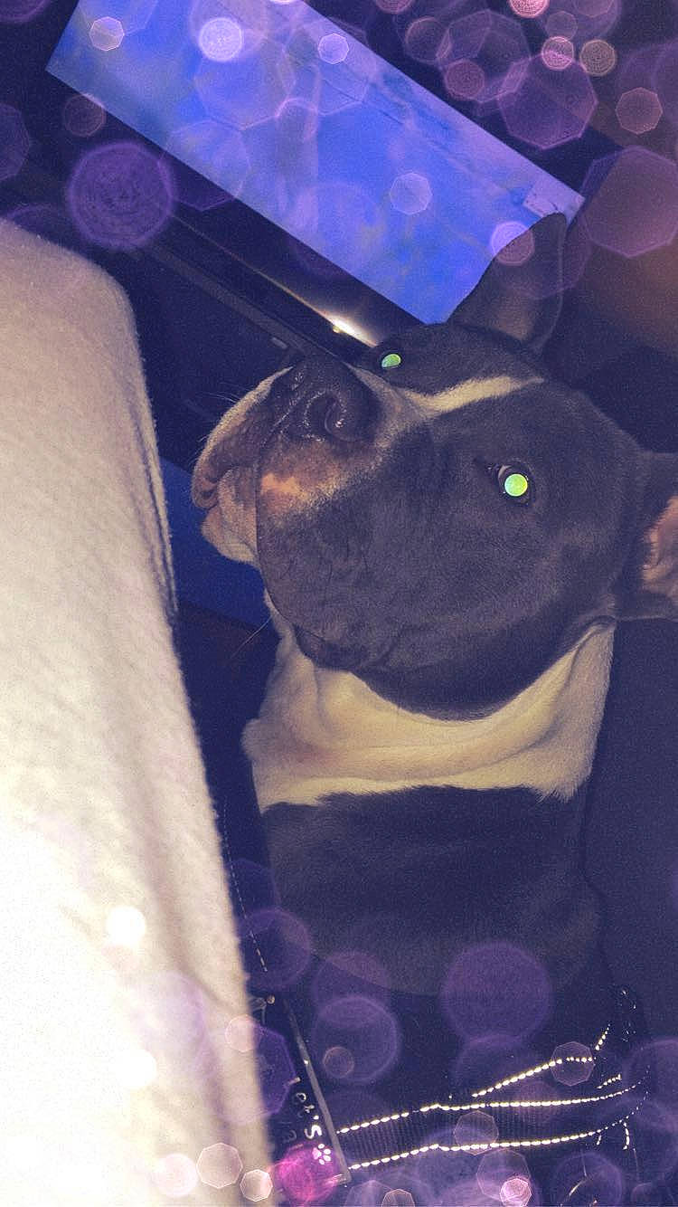 Boyka a rejoint le concours — aidez-le/la à gagner de superbes lots ! canidae, carnivore, collar, companion_dog, dog, dog_breed, dog_collar, pet_supply, purple, snout, sporting_group, violet, working_animal, working_dog