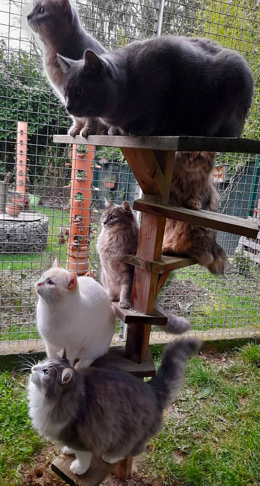 Jack a rejoint le concours — aidez-le/la à gagner de superbes lots ! canidae, carnivore, cat, domestic_short_haired_cat, fawn, felidae, fence, fur, grass, liver, mammal, plant, small_to_medium_sized_cats, sporting_group, tail, terrestrial_animal, vertebrate, whiskers, wildlife, working_animal
