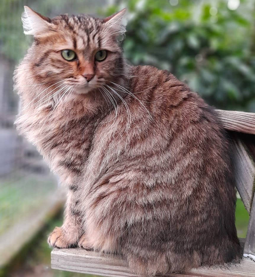 Jack a rejoint le concours — aidez-le/la à gagner de superbes lots ! carnivore, cat, claw, domestic_short_haired_cat, fawn, felidae, fur, grass, paw, plant, sitting, small_to_medium_sized_cats, snout, tail, terrestrial_animal, tree, whiskers, wildlife