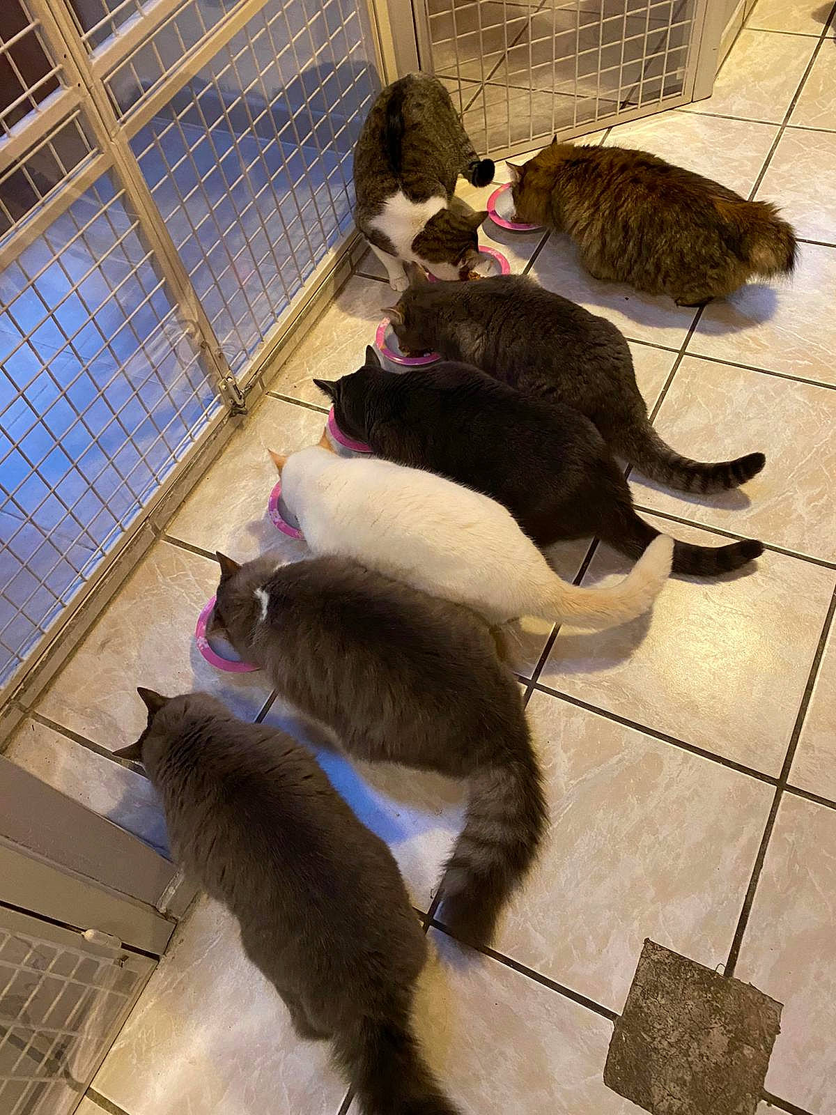Jack participe au concours pour gagner de l'argent avec cette photo : animal_shelter, cage, fashion_accessory, feather, felidae, fish, floor, flooring, fur, mammal, mesh, pet_supply, shadow, small_to_medium_sized_cats, tail, terrestrial_animal, vertebrate, whiskers, wing, wood