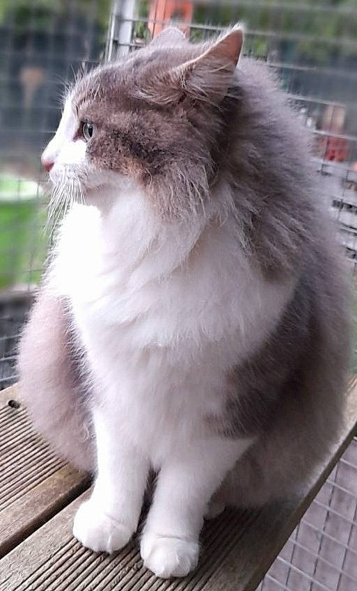 Jack participe au concours pour gagner de l'argent avec cette photo : british_longhair, carnivore, cat, claw, domestic_short_haired_cat, fawn, felidae, fur, paw, small_to_medium_sized_cats, snout, tail, terrestrial_animal, whiskers, window