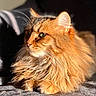 cat, ginger_cat, fluffy, long_hair, orange_fur, pet, animal, feline, whiskers, green_eyes, ears, paws, lying_down, sunlight, sunbeam, indoor, cozy, portrait, close_up, fur