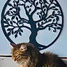 cat, fluffy, long_hair, tabby, brown, black, pet, animal, feline, whiskers, ears, fur, sitting, outdoor, plants, greenery, wall_art, tree_of_life, portrait, decorative