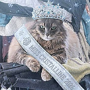 Nookie a rejoint le concours — aidez-le/la à gagner de superbes lots ! cat, fluffy_cat, long_hair, gray_cat, pet, animal, tiara, crown, sash, pageant, miss_pageant, costume, sparkles, snowflakes, portrait, indoor, blanket, couch, royal, funny