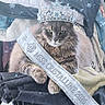 cat, fluffy_cat, long_hair, gray_cat, pet, animal, tiara, crown, sash, pageant, miss_pageant, costume, sparkles, snowflakes, portrait, indoor, blanket, couch, royal, funny