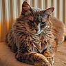 Nookie participe au concours pour gagner de l'argent avec cette photo : abyssinian, angora, animal, armchair, cat, chair, couch, egyptiancat, furniture, hardwood, kitten, manx, pet, wood