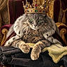 Nookie a rejoint le concours — aidez-le/la à gagner de superbes lots ! cat, fluffy_cat, crown, royal, throne, portrait, long_hair, green_eyes, feline, regal, ornate, velvet, gold, jewels, chair, indoor, palace, luxury, dramatic, humorous