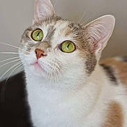 Céleste a rejoint le concours — aidez-le/la à gagner de superbes lots ! cat, close_up, green_eyes, fur, whiskers, pet, animal, domestic_animal, cute, curious, portrait, indoor, looking_up, soft_light, white_fur, brown_spots, ears, nose, face, mammal