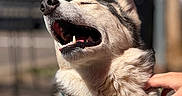 Mia joined the competition — help win amazing prizes! dog, husky, bandana, outdoor, sunlight, pet, animal, happy, smiling, fur, closeup, face, hand, colorful, pattern, canine, muzzle, tongue, ears, portrait
