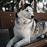 Mia joined the competition — help win amazing prizes! dog, husky, siberian_husky, bench, outdoor, pet, animal, fur, blue_eyes, portrait, resting, nature, daylight, wood, canine, looking_away, mammal, park, fence, calm