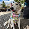 Mia is registered to the contest to win money with this photo: dog, husky, bandana, sidewalk, street, tree, vehicle, people, sunny, outdoor, urban, building, blue_sky, clouds, leash, sitting, tongue_out, casual, daytime, pet