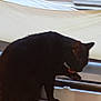 black_cat, cat, pet, animal, windowsill, window, indoor, licking, paw, feline, curtain, sitting, domestic_animal, fur, whiskers, ears, tail, closeup, side_view, house