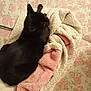 Chatont a rejoint le concours — aidez-le/la à gagner de superbes lots ! animal, black_cat, blanket, cat, comfort, cozy, cream_blanket, cute, feline, floral_pattern, fluffy, fur, home, indoor, pet, pink_blanket, relaxed, resting_cat, sleeping_cat, soft_texture