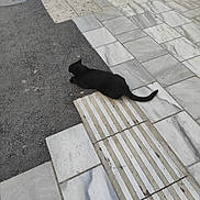 Chatont a rejoint le concours — aidez-le/la à gagner de superbes lots ! alone, animal, asphalt, black_cat, calm, cat, daylight, ground, outdoor, paving, pet, quiet, resting, road, sidewalk, street, tactile_paving, texture, tile_floor, urban