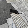 alone, animal, asphalt, black_cat, calm, cat, daylight, ground, outdoor, paving, pet, quiet, resting, road, sidewalk, street, tactile_paving, texture, tile_floor, urban