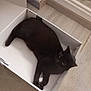 black_cat, cat, box, cardboard_box, indoor, floor, pet, animal, feline, relaxed, lying_down, looking_up, curious, domestic_cat, home, light_wood_floor, cozy, cute, whiskers, ears
