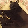 cat, black_cat, sleeping, pet, animal, cozy, bed, resting, indoor, feline, fur, cute, domestic_animal, close_up, comfort, relaxation, whiskers, paw, soft, nap